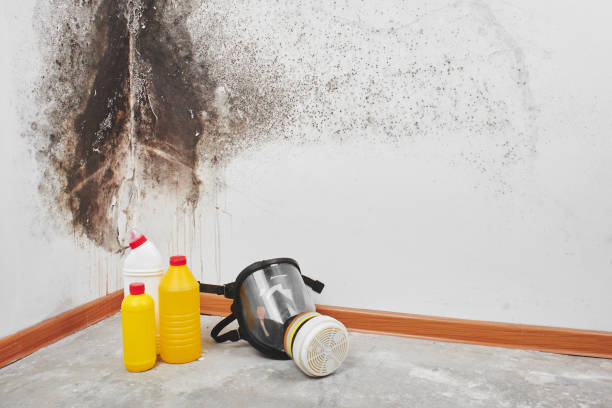 Mold Removal and Inspection in Orleans, IN