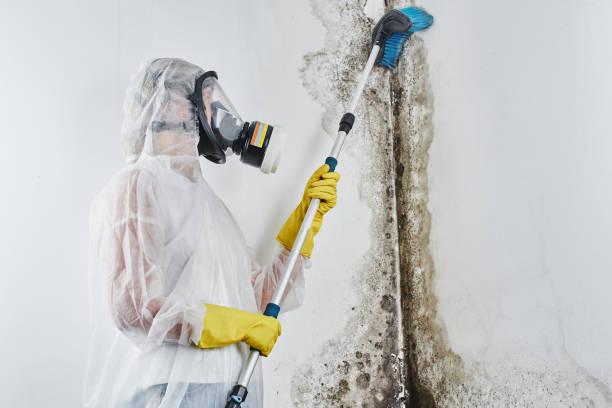 Best Attic Mold Removal  in Orleans, IN