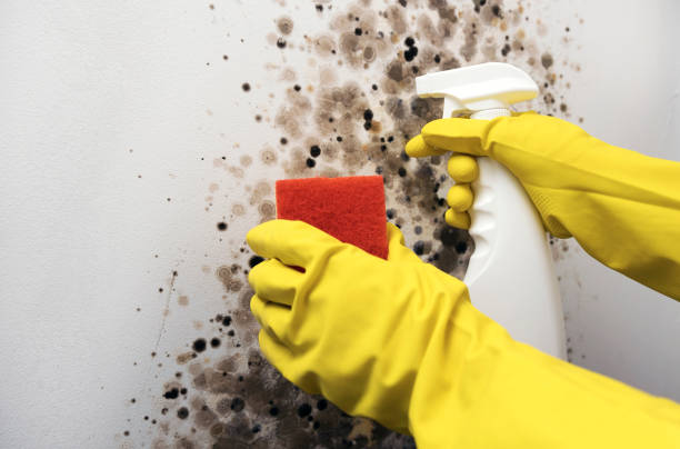 Crawl Space Mold Removal in Orleans, IN
